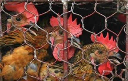 Chicken in Cages Chicken in Cages