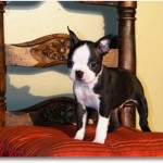 Boston Terrier Puppy