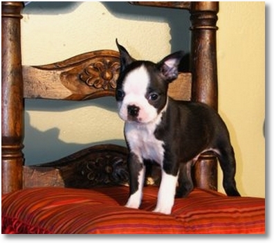 Boston Terrier Puppy