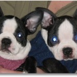 pippens