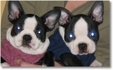 pippens