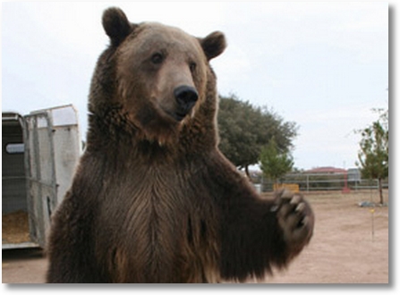 rocky-grizzly-bear