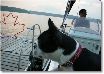rhubymapleleaf