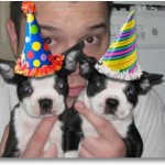 boston-terrier-birthday