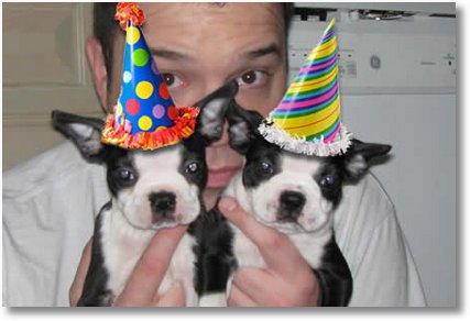 boston-terrier-birthday