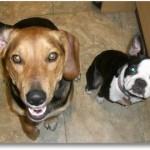 Shep-and-Bella