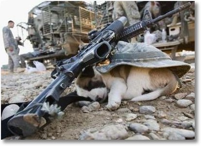 puppy-iraq