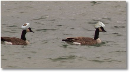 geese-terrorists