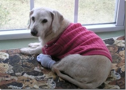 worlds-oldest-dog