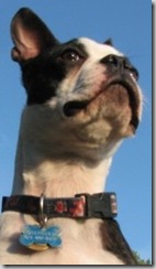 boston-terrier