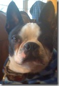 pixie-closeup